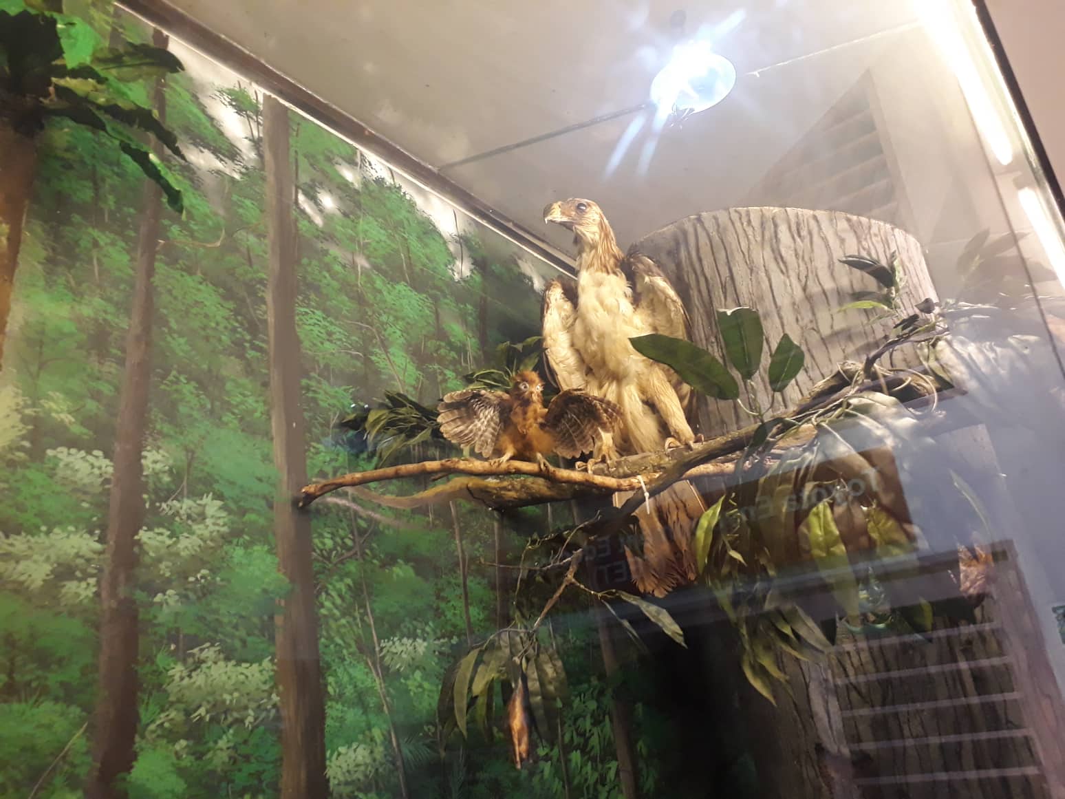 MBG Welcomed the Newest Member of its Rainforest Biodiversity Diorama - An  ASEAN Heritage Park